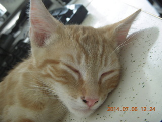 201 8pe. my kitten/cat Max