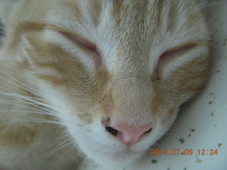 202 8pe. my kitten/cat Max
