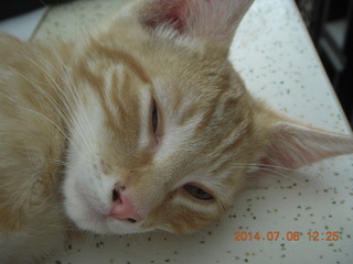 204 8pe. my kitten/cat Max