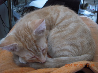 242 8pe. my kitten/cat Max