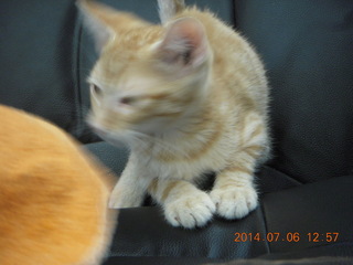 251 8pe. my kitten/cat Max