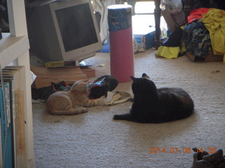252 8pe. my kitten/cat Max and Maria