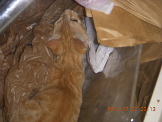 299 8pj. my kitten Max playing in plastic bags
