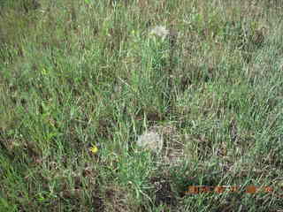 grass at Pine Bluff, Wyoming (82V)