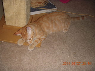 324 8qt. my kitten-cat Max