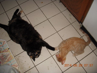 330 8qt. my cat Maria and my kitten-cat Max