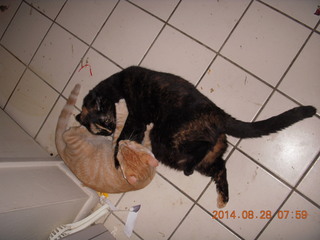 332 8qt. my cat Maria and my kitten-cat Max
