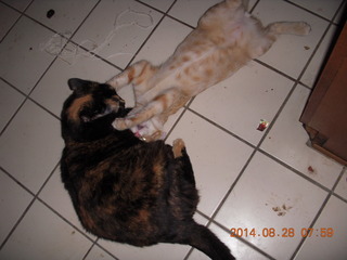 333 8qt. my cat Maria and my kitten-cat Max