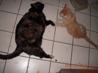 334 8qt. my cat Maria and my kitten-cat Max
