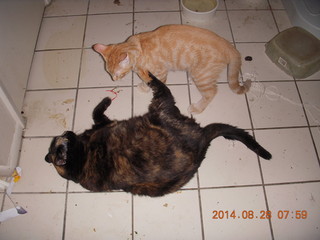 336 8qt. my cat Maria and my kitten-cat Max