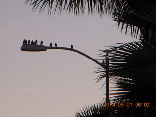 birds on a lamppost