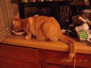 339 8r4. kitten/cat Max eating on the counter top
