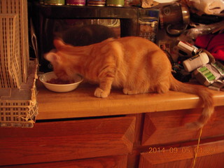 340 8r4. kitten/cat Max eating on the counter top