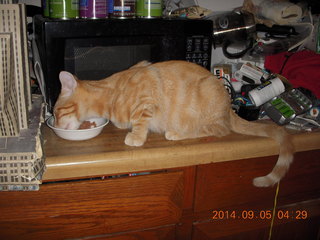 341 8r4. kitten/cat Max eating on the counter top