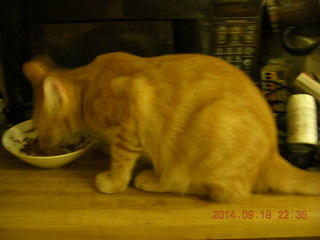 343 8rj. my kitten-cat Max eating