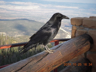 90 8sr. Bryce Canyon - Rainbow Point - Raven