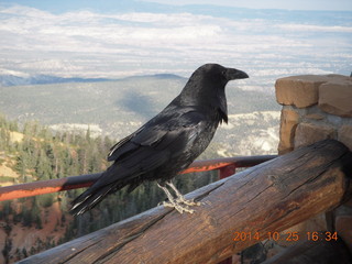 91 8sr. Bryce Canyon - Rainbow Point - Raven