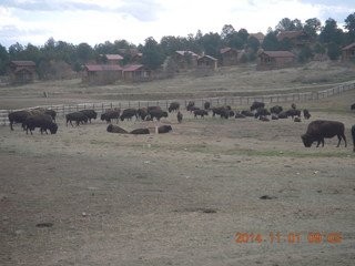 driving from Kanab to Zion - buffalo