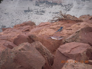 86 8t1. Zion National Park - Observation Point hike - blue bird