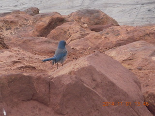 87 8t1. Zion National Park - Observation Point hike - blue bird