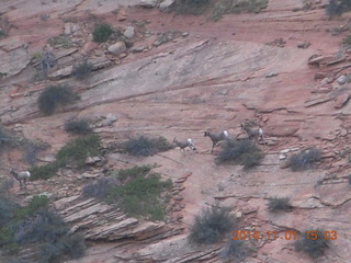 109 8t1. Zion National Park - Observation Point hike - big horn sheep