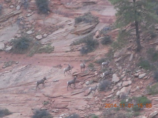 111 8t1. Zion National Park - Observation Point hike - big horn sheep