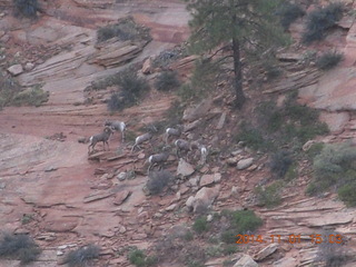 Zion National Park - Observation Point hike - big horn sheep