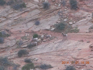 113 8t1. Zion National Park - Observation Point hike - big horn sheep