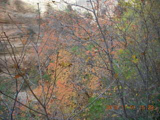 Zion National Park - Observation Point hike - foliage
