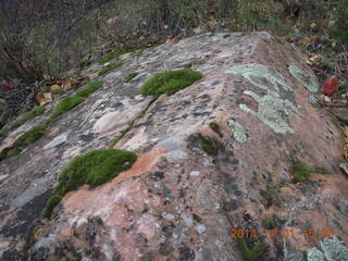 118 8t1. Zion National Park - Observation Point hike - lichens