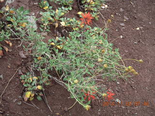 34 8t2. Zion National Park - Watchman hike - red flowers and yellow leaves