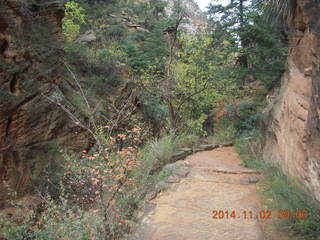 Zion National Park - Watchman hike - red flowers and yellow leaves