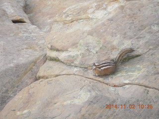 Zion National Park Angels Landing hike - chipmunk at the top