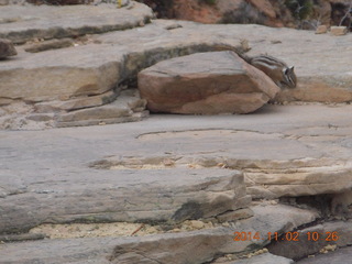 77 8t2. Zion National Park Angels Landing hike - chipmunk at the top