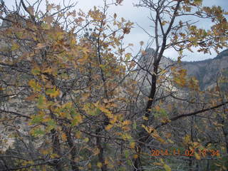 157 8t2. Zion National Park - West Rim hike - foliage