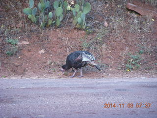 42 8t3. Zion National Park - wild turkey