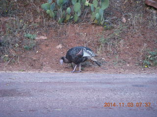 43 8t3. Zion National Park - wild turkey