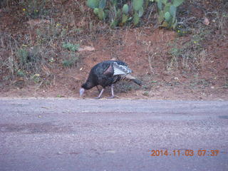 44 8t3. Zion National Park - wild turkey