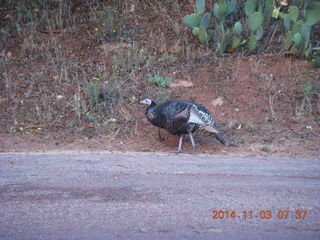 45 8t3. Zion National Park - wild turkey