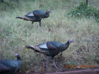 51 8t3. Zion National Park - wild turkeys