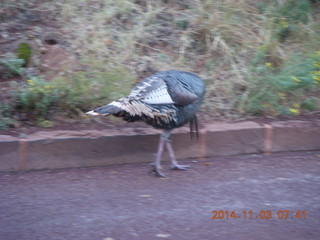 52 8t3. Zion National Park - wild turkey