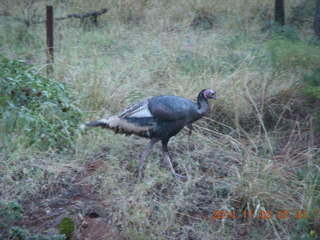 Zion National Park - wild turkey
