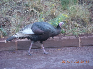 55 8t3. Zion National Park - wild turkey