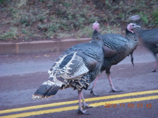 56 8t3. Zion National Park - wild turkeys