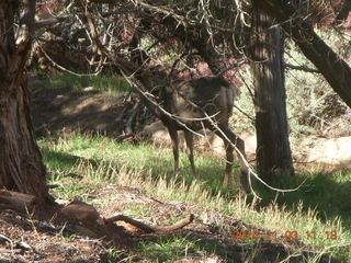 123 8t3. Zion National Park - Watchman hike - deer
