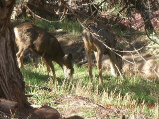 124 8t3. Zion National Park - Watchman hike - deer
