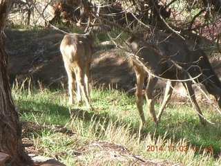 125 8t3. Zion National Park - Watchman hike - deer