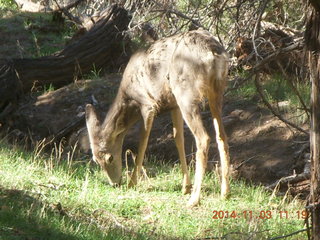 126 8t3. Zion National Park - Watchman hike - deer
