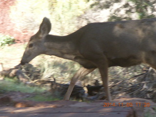 127 8t3. Zion National Park - Watchman hike - deer