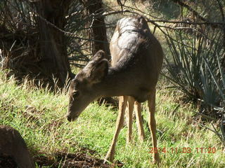 128 8t3. Zion National Park - Watchman hike - deer